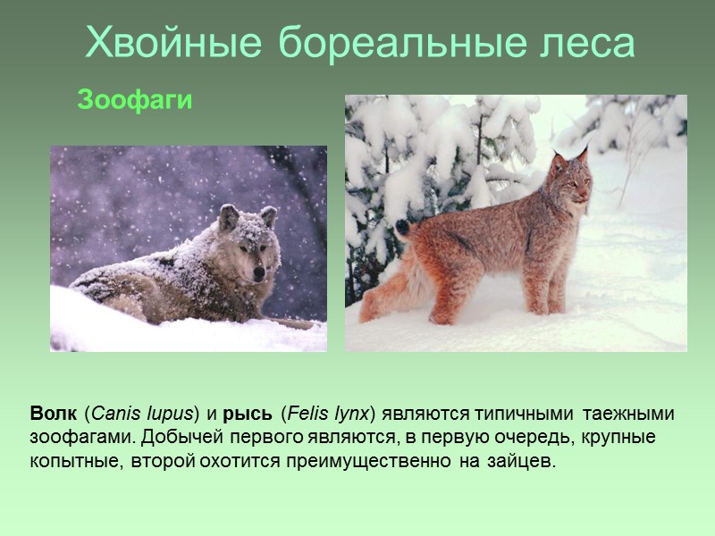 Хвойные бореальные леса Волк (Canis lupus) и рысь (Felis lynx) являются типичными таежными зоофагами.